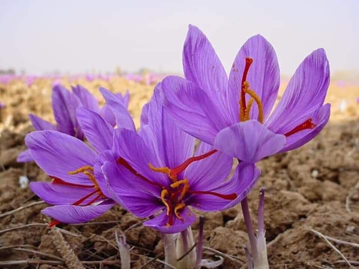 Saffron Bahraman - nhụy hoa nghệ tây hộp 1g-178