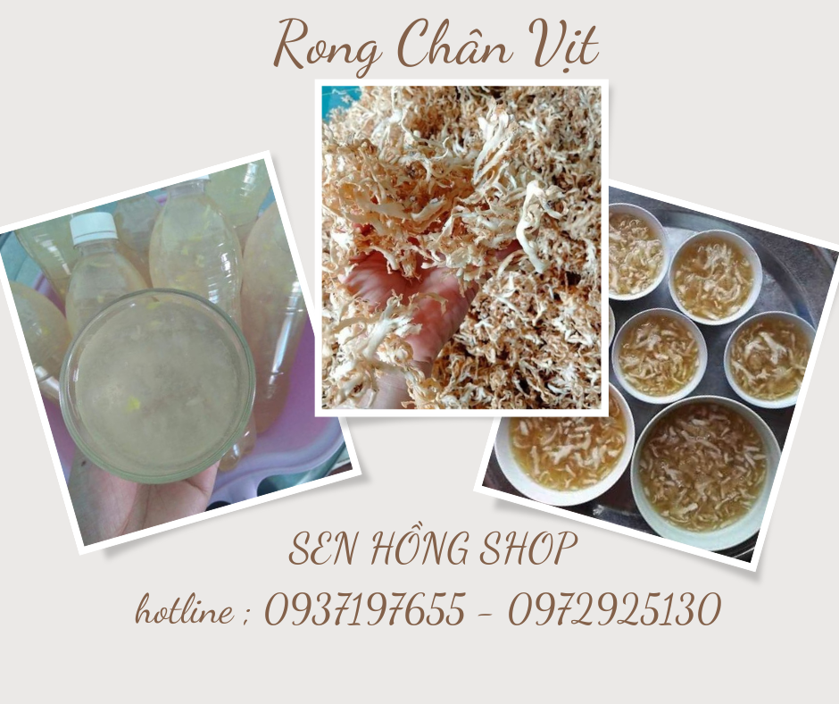 Rong chân vịt túi 500g Hút Chân Không-95