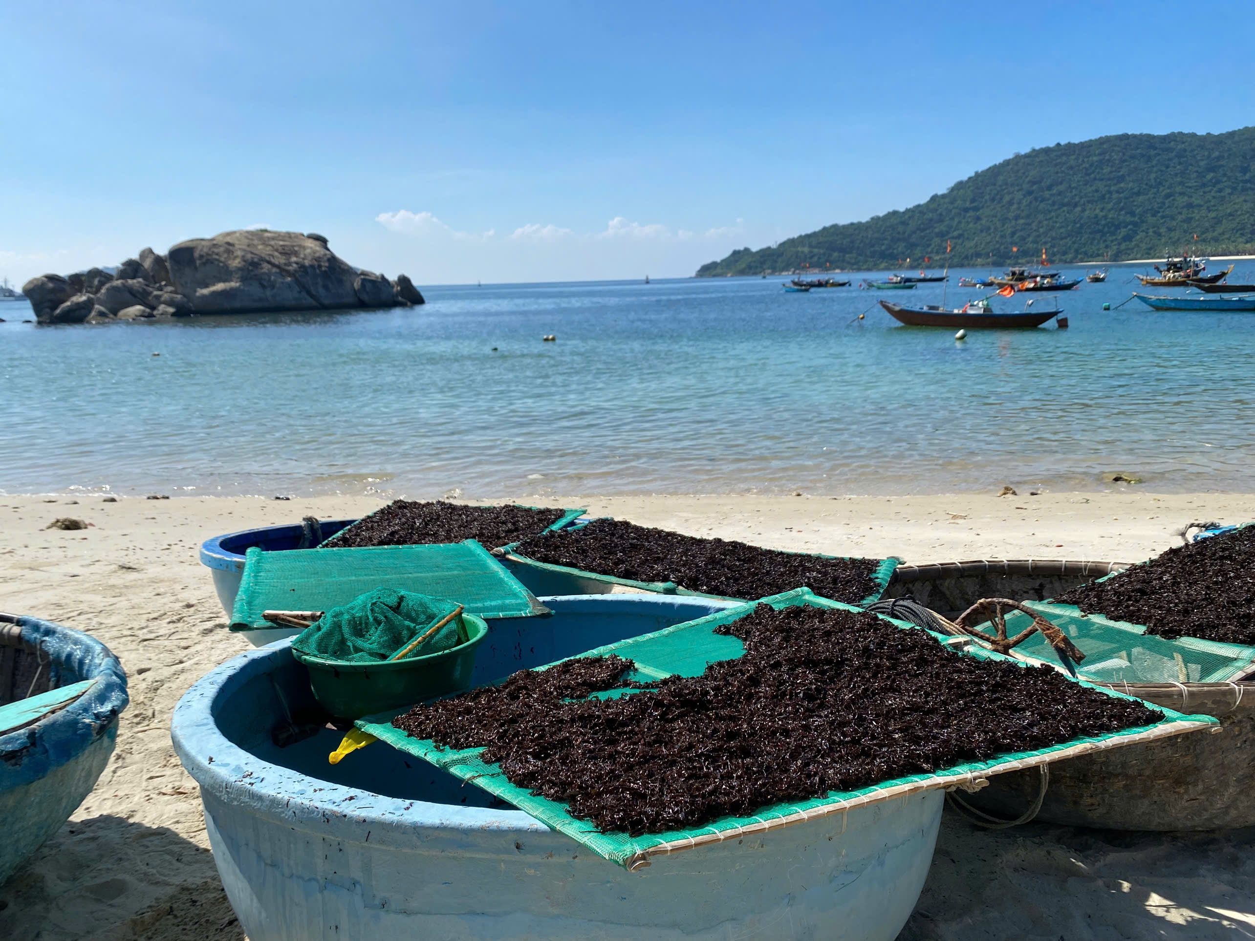 Rong Biển Thiên Nhiên Đảo Cù Lao Chàm-486